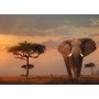 Puzzle Ravensburger Éléphant Masai Mara 1000 Pièces - Ravensburger
