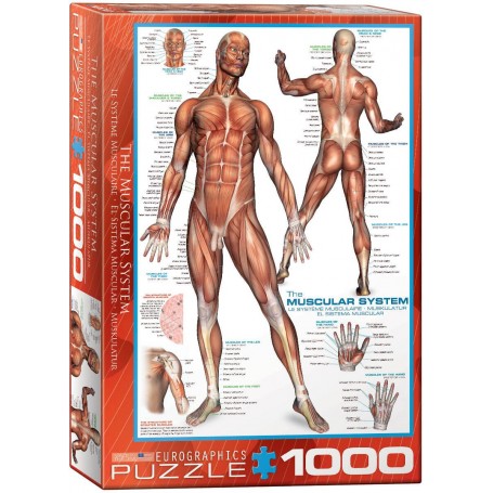 Puzzle Eurographics Le système musculaire de 1000 Pièces - Eurographics