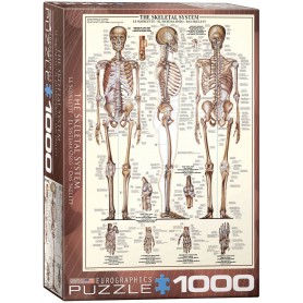 Puzzle Eurographics Le système osseux de 1000 Pièces Eurographics - 1