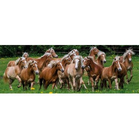 Puzzle Jumbo Chevaux dans le pré de 1000 pièces Panoramique Jumbo - 1