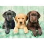 Puzzle Clementoni Les trois labradors de 1000 pièces - Clementoni