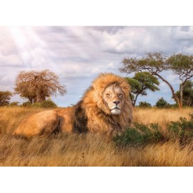 Puzzle Clementoni El Rey de la Selva de 1000 Piezas Clementoni - 1