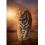 Coucher de soleil sur le tigre Puzzle Clementoni 1500 pièces - Clementoni