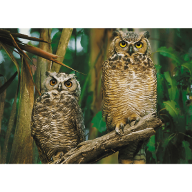 Puzzle Trefl Hiboux, 1000 pièces Puzzles Trefl - 1