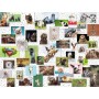 Puzzle Ravensburger Collage d'animaux amusants 1500 pièces Ravensburger - 1