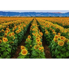 Jeu de carte,2 ensembles de tournesol classique. cubes de cartes