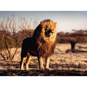 Puzzle Ravensburger Le Lion, roi des animaux 1500 pièces Ravensburger - 1