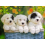 Puzzle Ravensburger Chiots Câlins XXL de 200 Pièces Ravensburger - 1