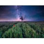 Puzzle Ravensburger Champ nocturne étoilé de 1500 pièces Ravensburger - 2