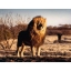 Animaux – Puzzle 2000 pièce